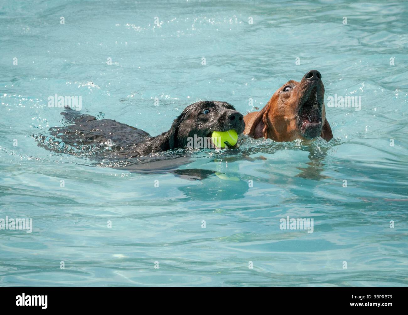 I cani nuotano nelle piscine locali il sabato dopo il Labor Day sono diventati molto popolari Foto Stock