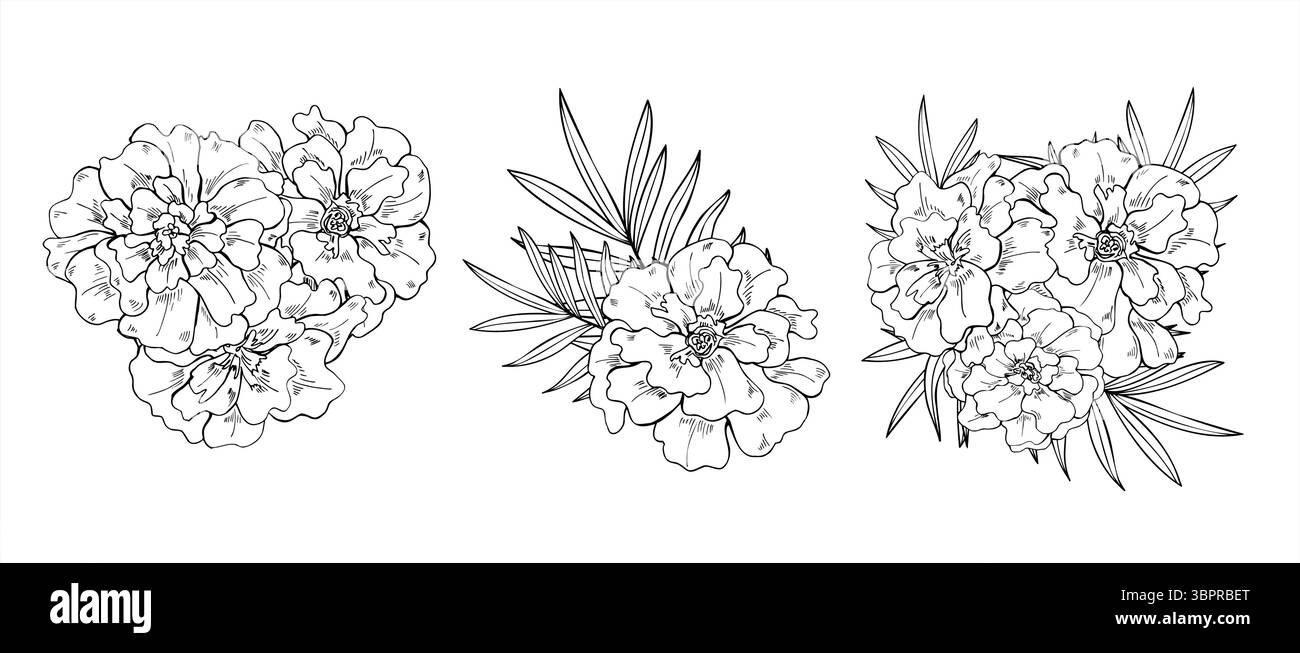 Mazzi di Marigold con illustrazione vettoriale di foglie tropicali. Schizzo monocromatico a inchiostro nero con fiori in fiore per il packaging di bellezza Diwali Illustrazione Vettoriale