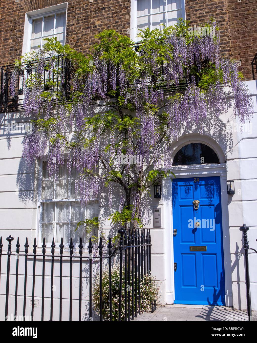 Londra, Regno Unito - 29 aprile 2025: Wisteria cresce sull'esterno di una casa a Kensington, Londra, Regno Unito. Foto Stock