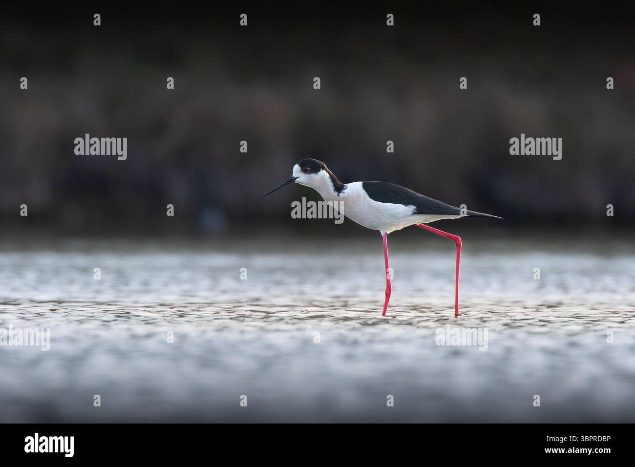 Foraggio di palafitte alate nere per alimenti in acque poco profonde, uccelli in habitat naturale (Hymantopus hymantopus) Foto Stock