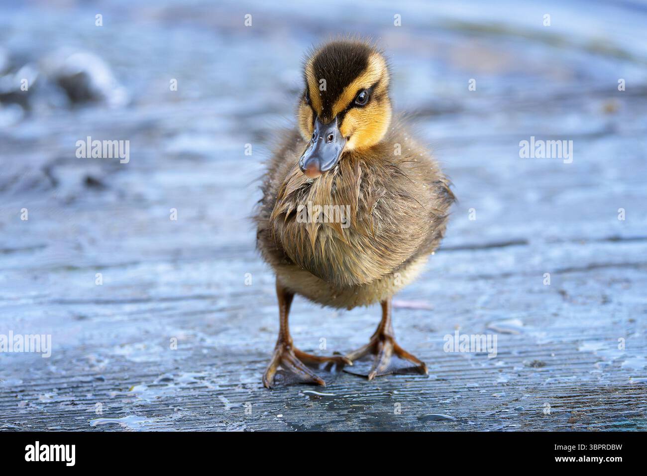 Simpatico anatroccolo su un ponte di legno (Anas platyrhynchos) Foto Stock