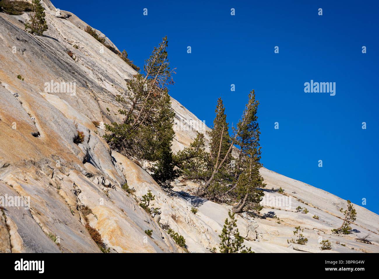 Pini che crescono su una ripida montagna nel Parco Nazionale di Yosemite, mostrando resilienza e adattamento agli ambienti difficili Foto Stock