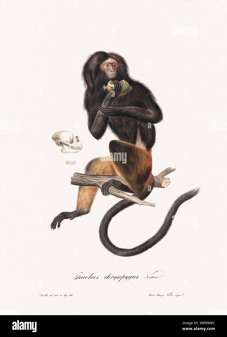Litografia delle scimmie. Illustrazione zoologica della fauna selvatica brasiliana per studi di storia naturale. Pubblicato a Vienna, 1820. Foto Stock