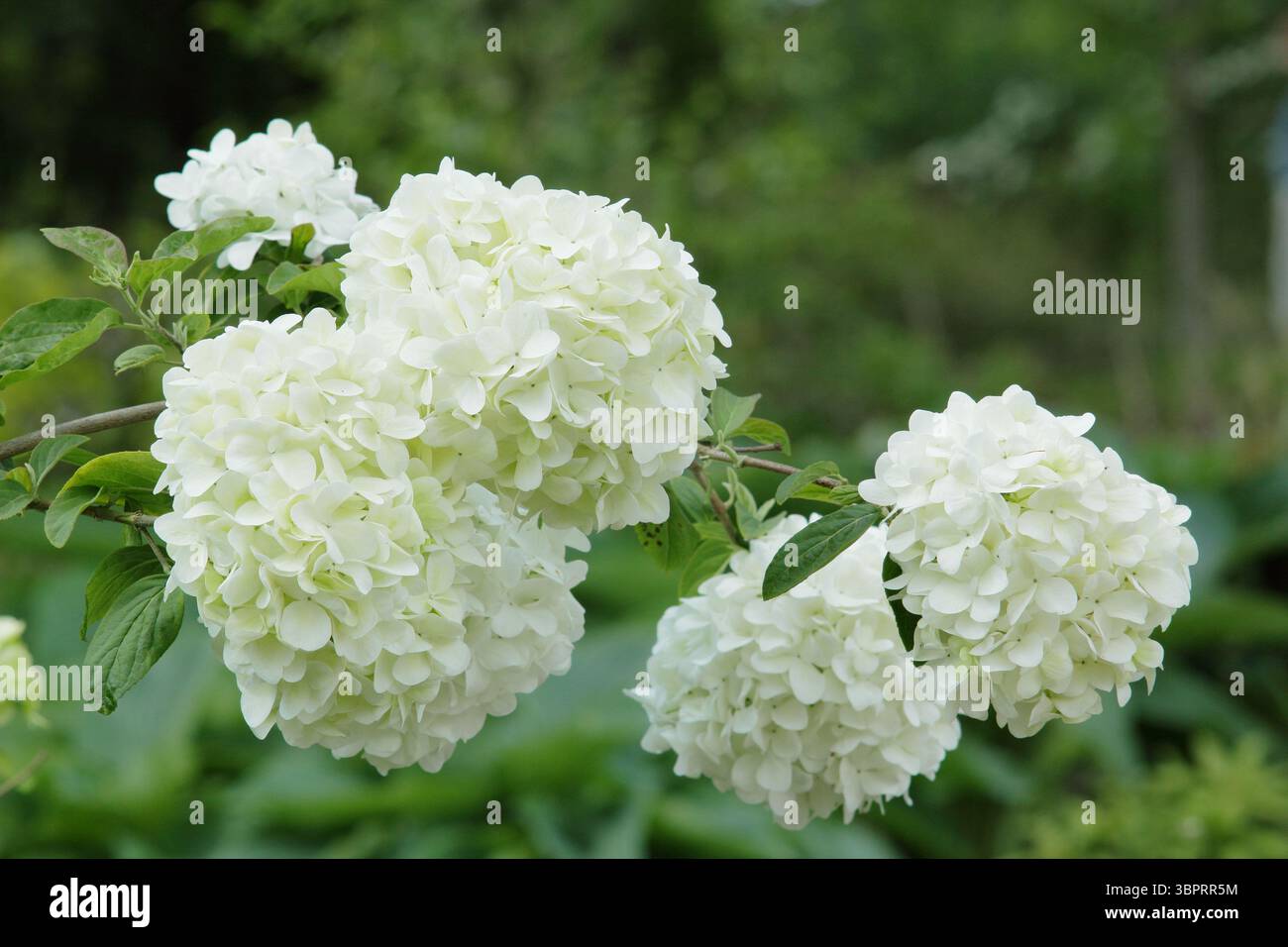 Viburnum Macrocephalum. Caratteristici grandi fiori bianchi spumeggianti di arbusto resistente cinese da snowball. REGNO UNITO Foto Stock