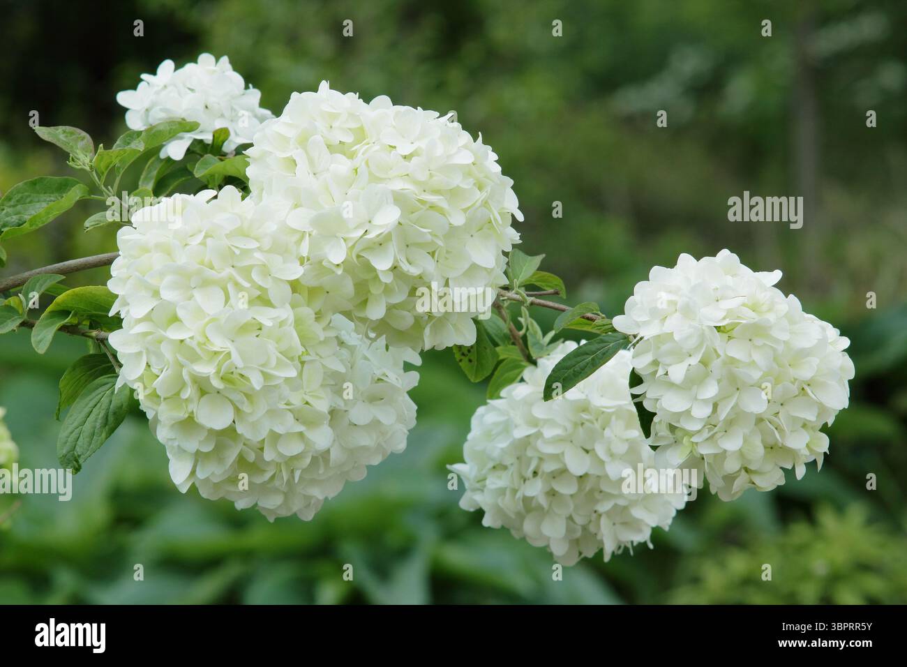 Viburnum Macrocephalum. Caratteristici grandi fiori bianchi spumeggianti di arbusto resistente cinese da snowball. REGNO UNITO Foto Stock