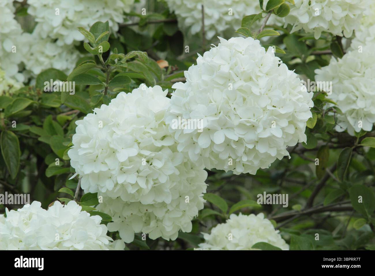 Viburnum Macrocephalum. Caratteristici grandi fiori bianchi spumeggianti di arbusto resistente cinese da snowball. REGNO UNITO Foto Stock