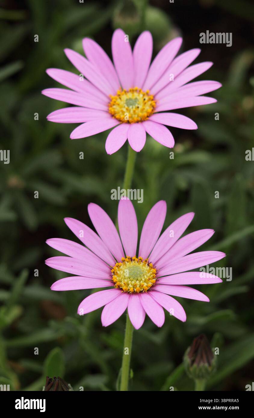 Osteospermum Jucundum African Daisy Fiori in primavera. REGNO UNITO Foto Stock