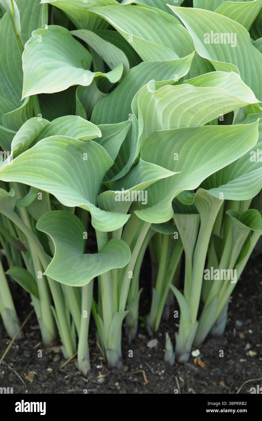 Hosta Krossa Regal. Il giglio Krossa Regal mostra il caratteristico fogliame grigio-blu nel maggio del Regno Unito Foto Stock