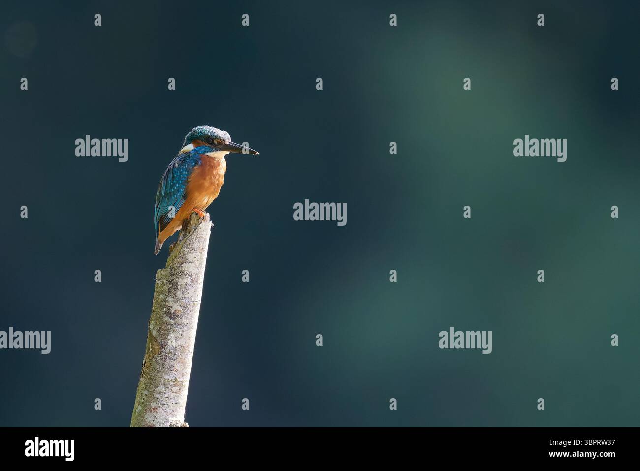 KingFisher a riposo. Foto Stock
