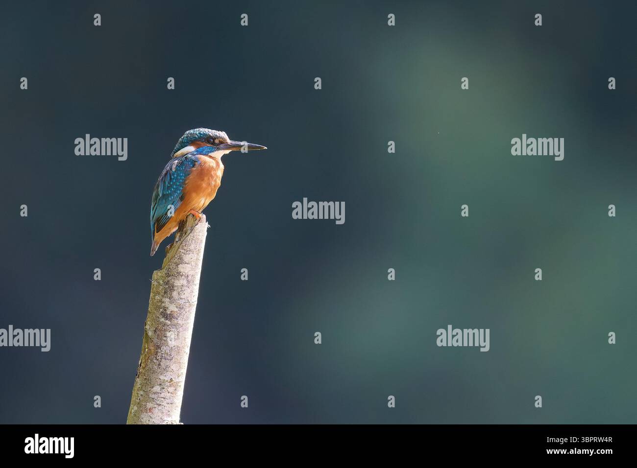 KingFisher a riposo. Foto Stock