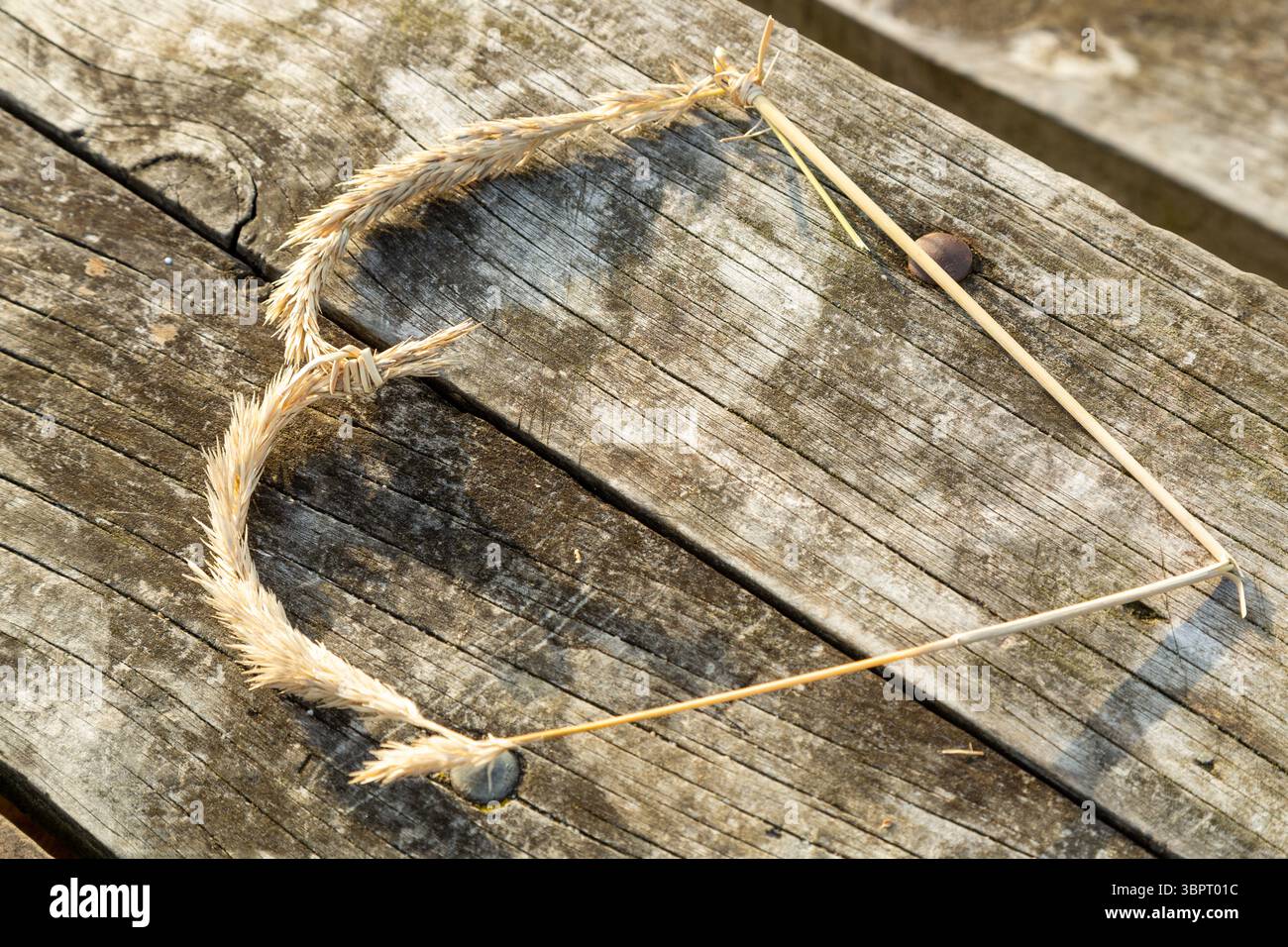 Un gettone d'amore a forma di cuore realizzato con la coda di ratto (Vulpia myuros), nuova Zelanda Foto Stock