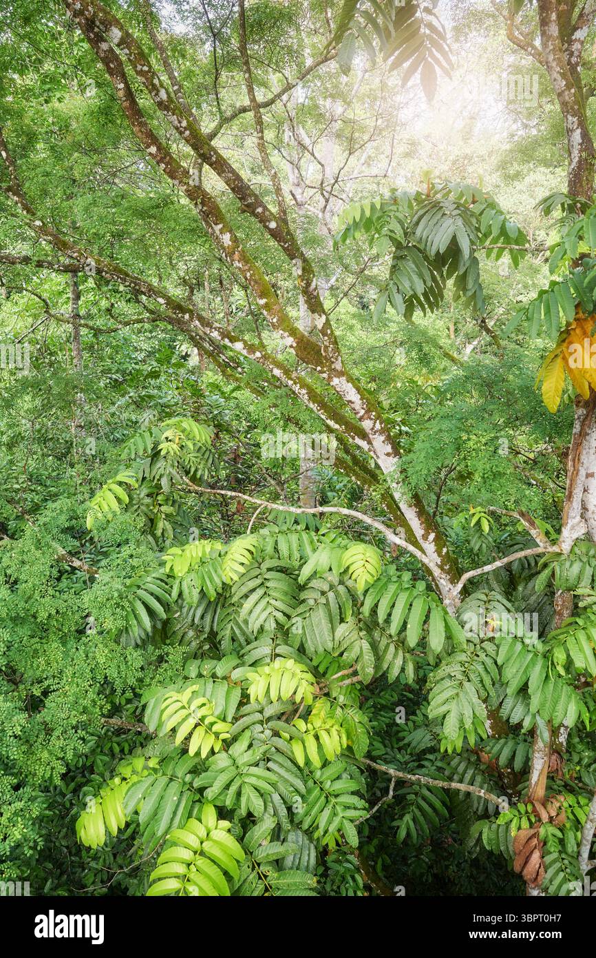 Foto di una foresta pluviale nel Borneo, Sabah, Malesia. Foto Stock