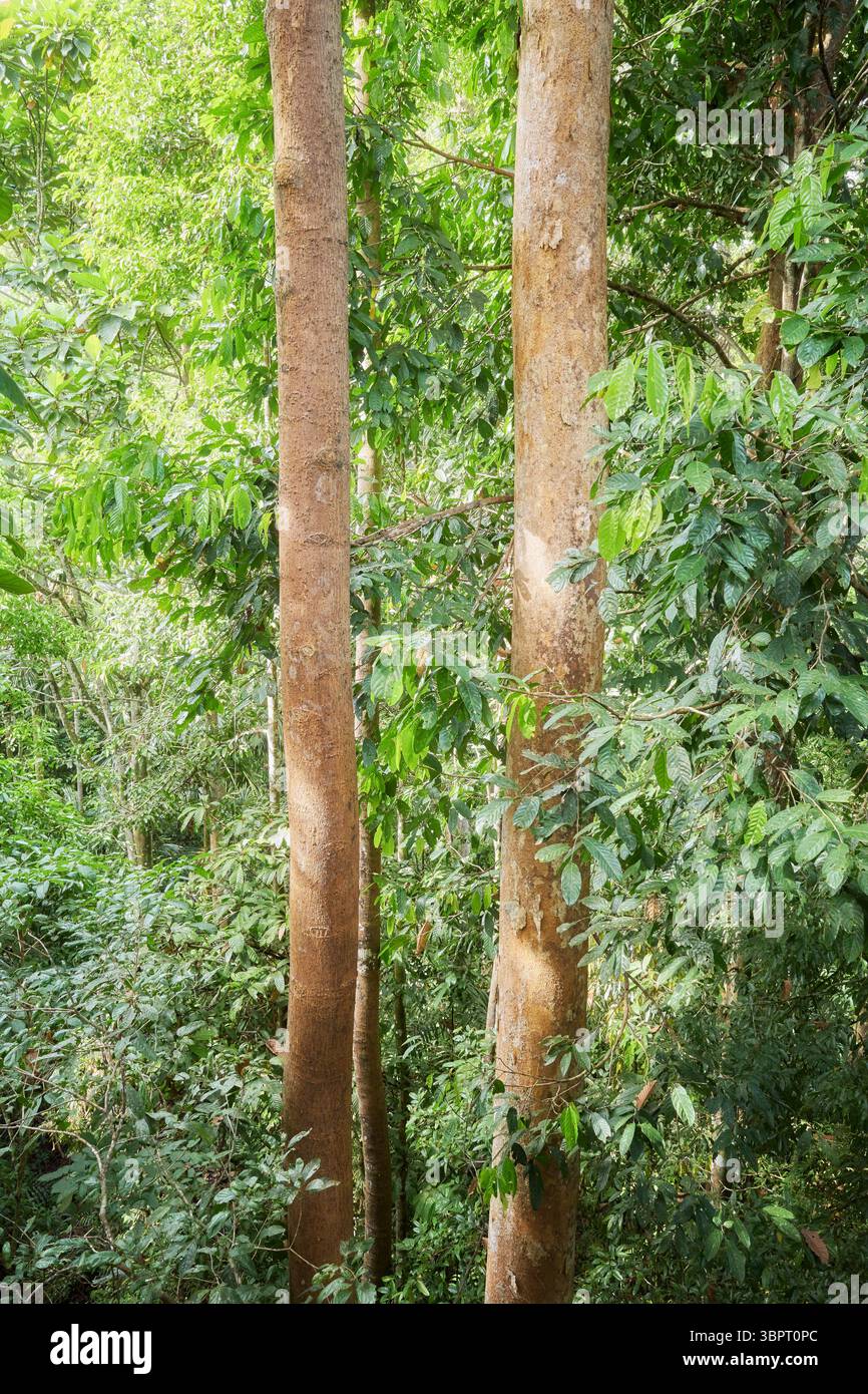 Foto di una foresta pluviale nel Borneo, Sabah, Malesia. Foto Stock