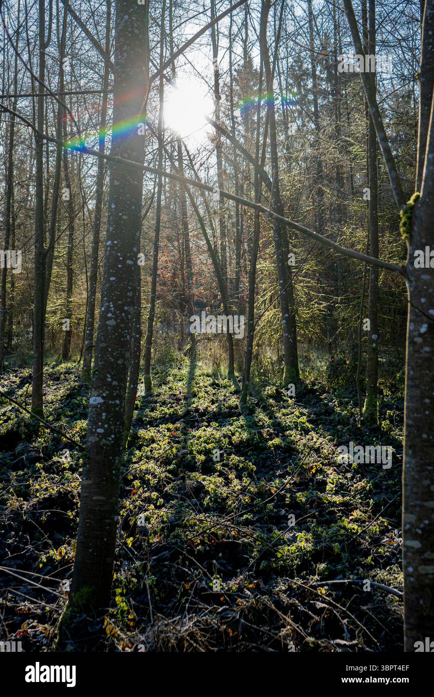 La luce del sole del mattino presto proietta lunghe ombre in una foresta tranquilla, con riflessi delle lenti arcobaleno e sottobosco muschiato. Foto Stock