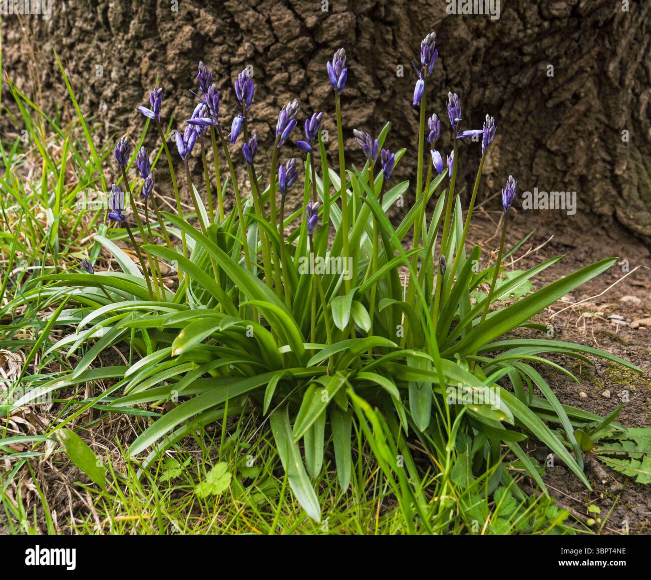 La pianta comune di bluebell, Hyacinthoides non-scripta, prima della fioritura nell'UKSpring. Foto Stock