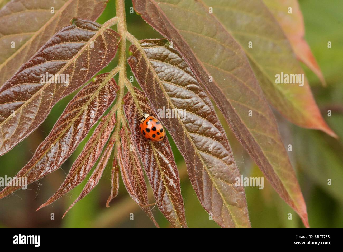 Io insetto le foglie. Primo piano. Foto Stock