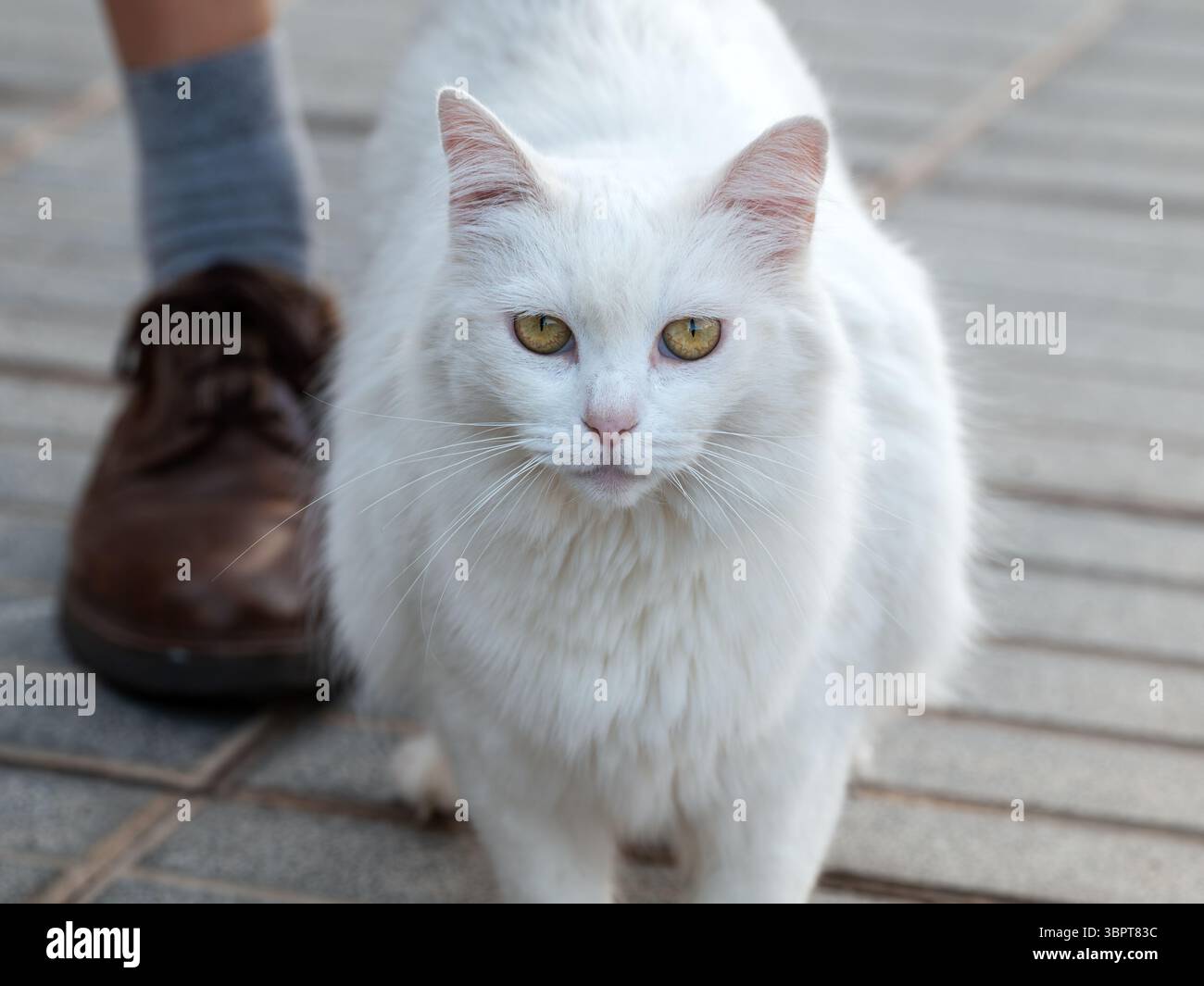 Gatto bianco con gli occhi gialli in guardia su un marciapiede a Gran Canaria. Il suo cappotto spesso e soffice e lo sguardo diretto verso la fotocamera. Foto Stock