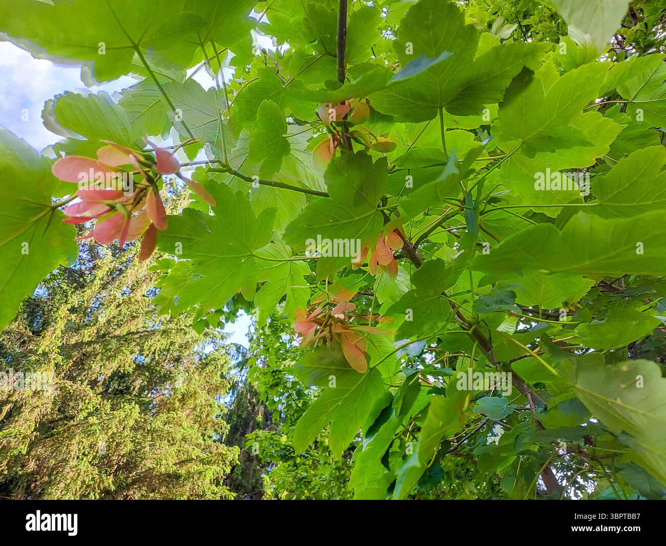acero con fiori, semi, facile da coltivare in media, terreno medio umido, ben drenato, pieno di sole o parzialmente ombreggiato. Foto di alta qualità Foto Stock