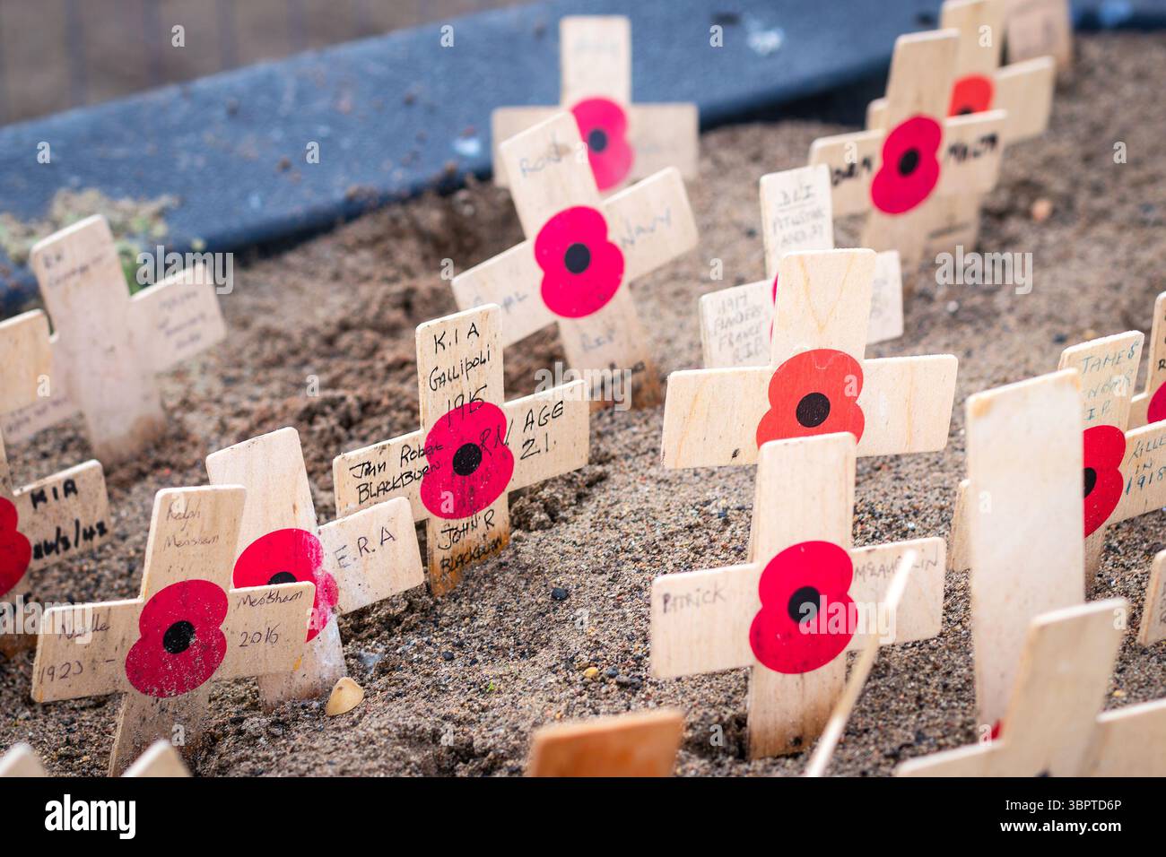 Croci di legno con papaveri rossi con scritte con parole di ricordo sono solennemente disposte in terreno sabbioso a newcastle upon tyne nel regno unito Foto Stock
