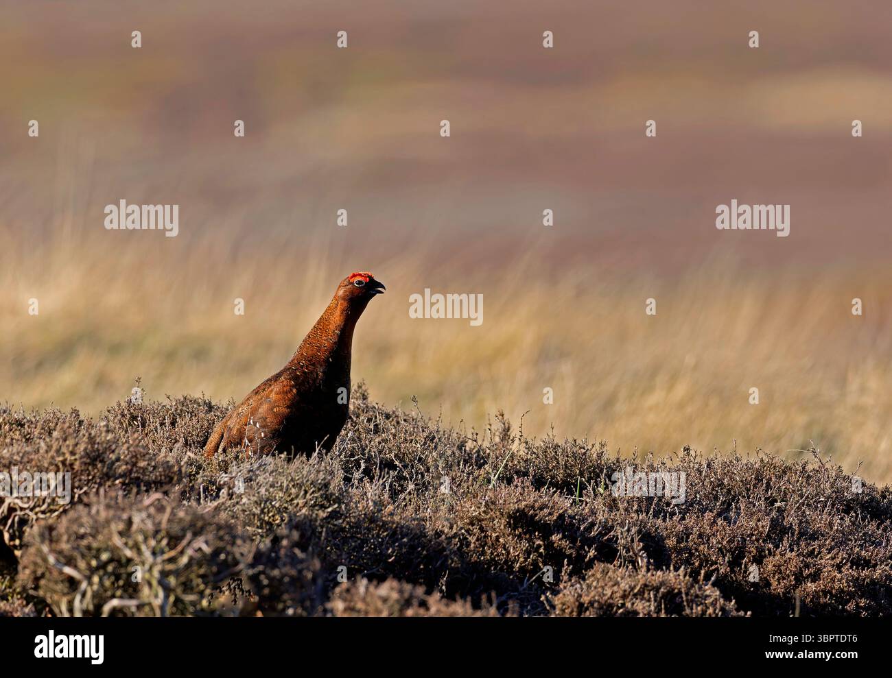 Red Grouse (Lagopus lagopus) che chiama e guarda attraverso le brughiere dello Yorkshire. Copia spazio Foto Stock
