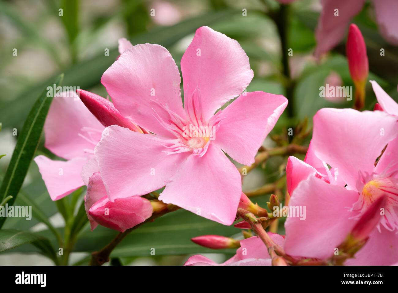 Nerium oleander singolo fiore rosa e boccioli intatti di un cespuglio di oleandro o baia di rose e rosa alloro in un cortile Foto Stock