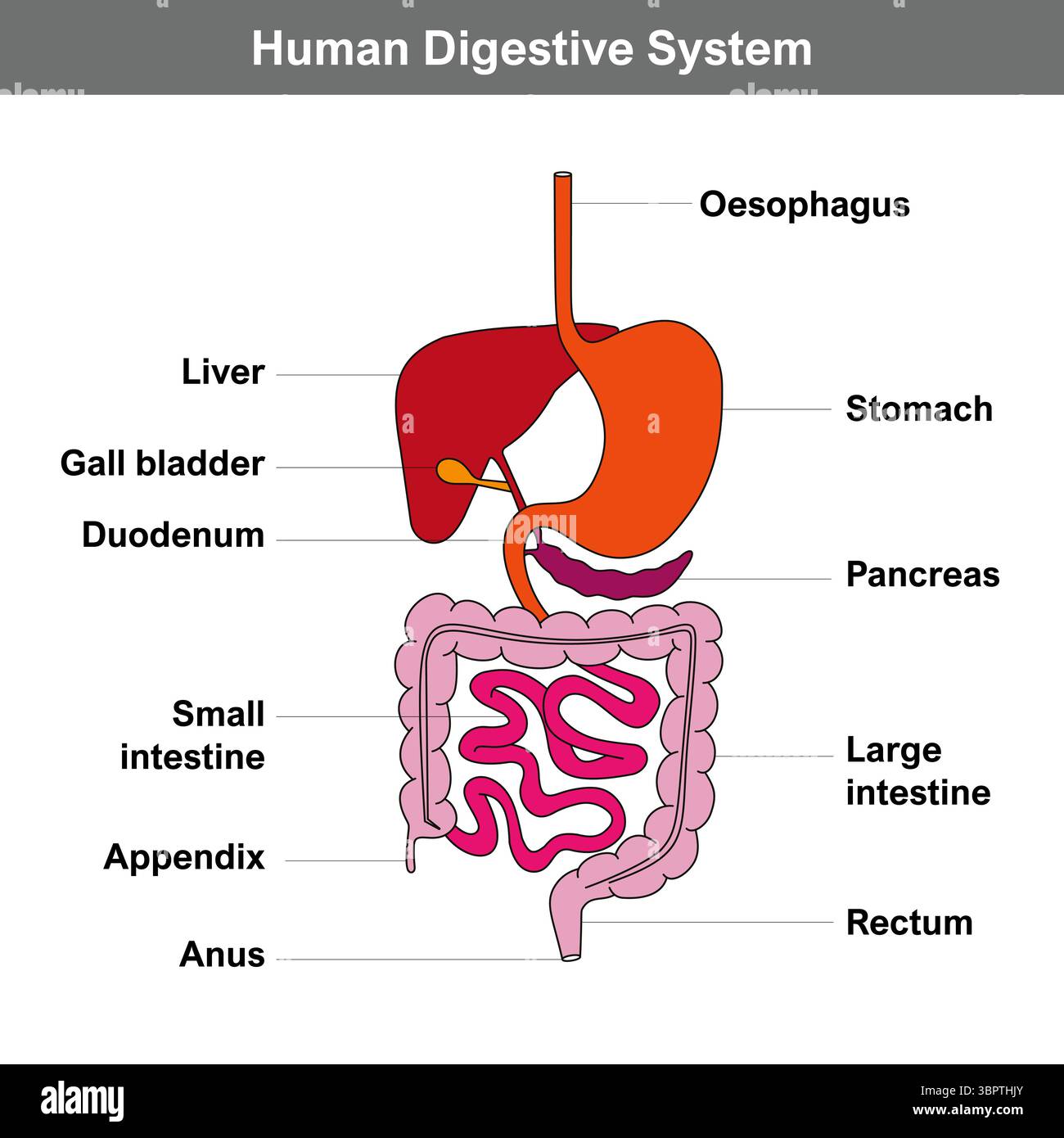 Anatomia del sistema digerente umano con descrizione delle parti interne corrispondenti. Diagramma semplificato del tratto digerente. Illustrazione vettoriale Illustrazione Vettoriale