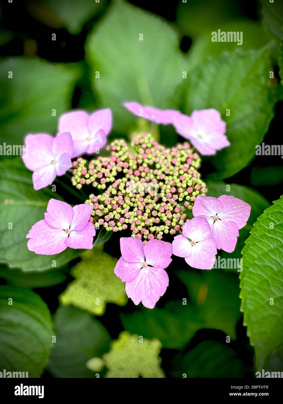 Primo piano di un fiore di ortensia di lacca con petali viola morbidi e boccioli verdi circondati da foglie. - Immagine stock catturata con smartphone