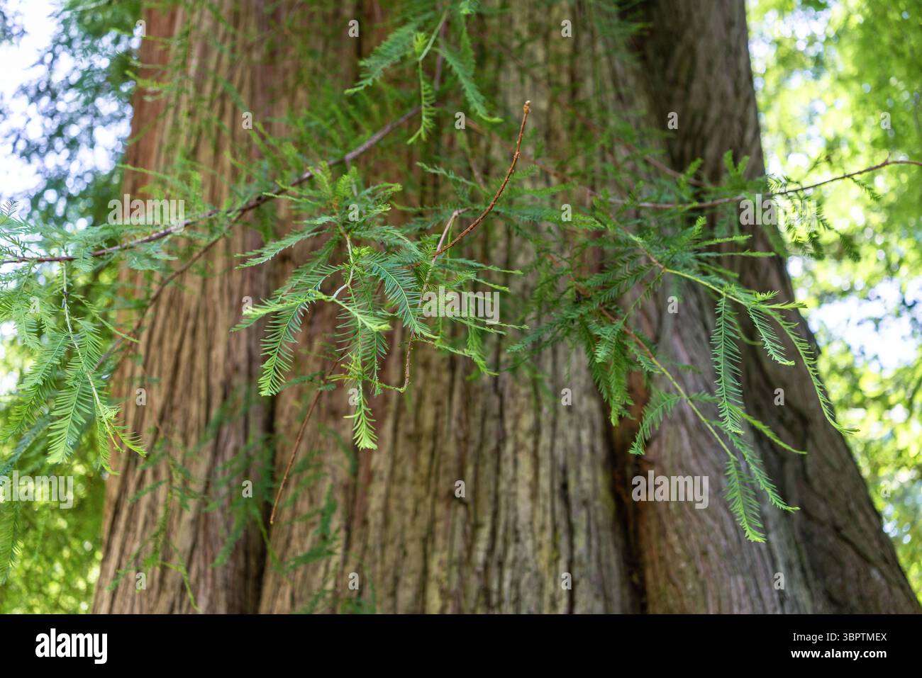 Il tronco di una sequoia costiera (Sequoia sempervirens) con le sue foglie fini visibili, cresce nell'Inghilterra meridionale, nel Regno Unito, in Europa Foto Stock