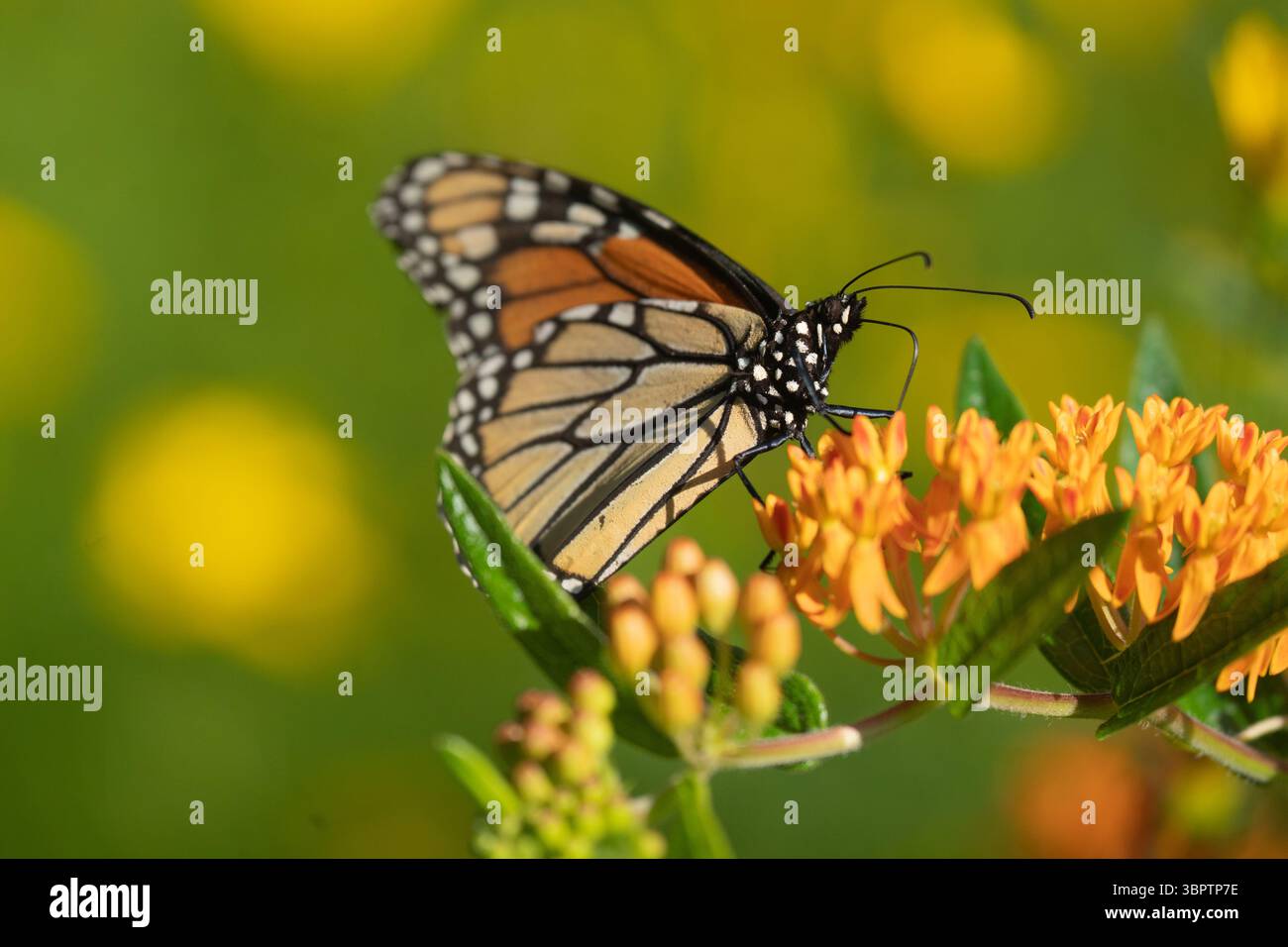 Primo piano della farfalla del monarca (Danaus Plexippus), che si nutre di erba di latte con farfalla arancione con sfondo floreale estivo Foto Stock