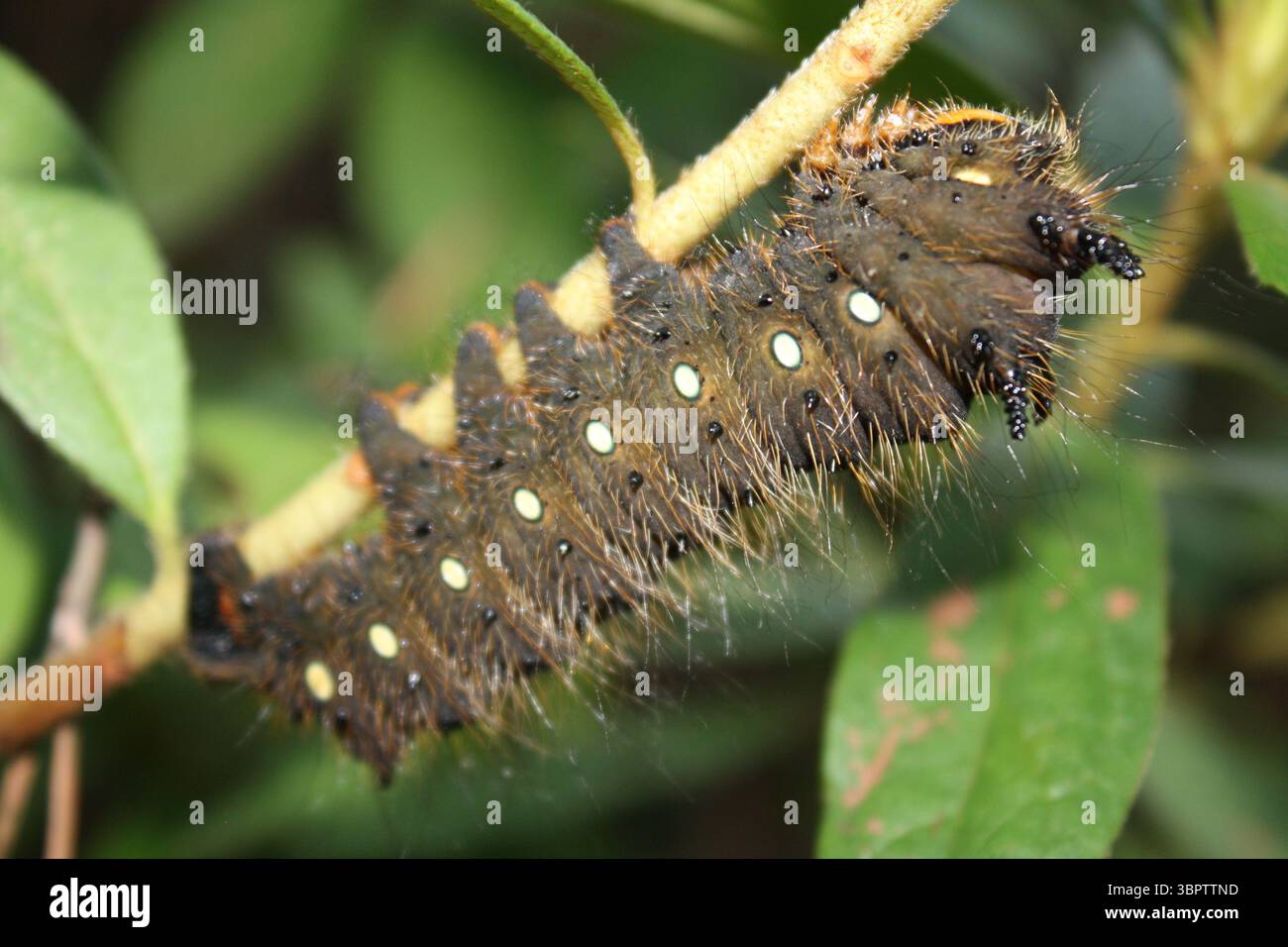 L'Imperial Moth Caterpillar, o Eacles Imperialis, si nutrono di alberi che includono dolciumi, sassafras, acero, pino e quercia. Foto Stock