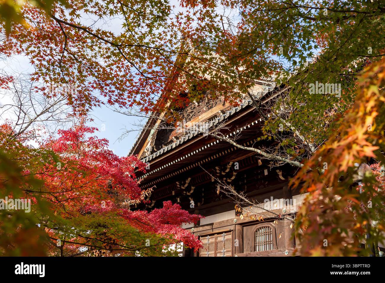 La sala principale del Tempio di Shinnyo-do (Shinshogokuraku-ji) è circondata da un mare di vibranti foglie d'autunno rosse e arancioni. Sakyo-ku, Kyoto, Giappone. Foto Stock