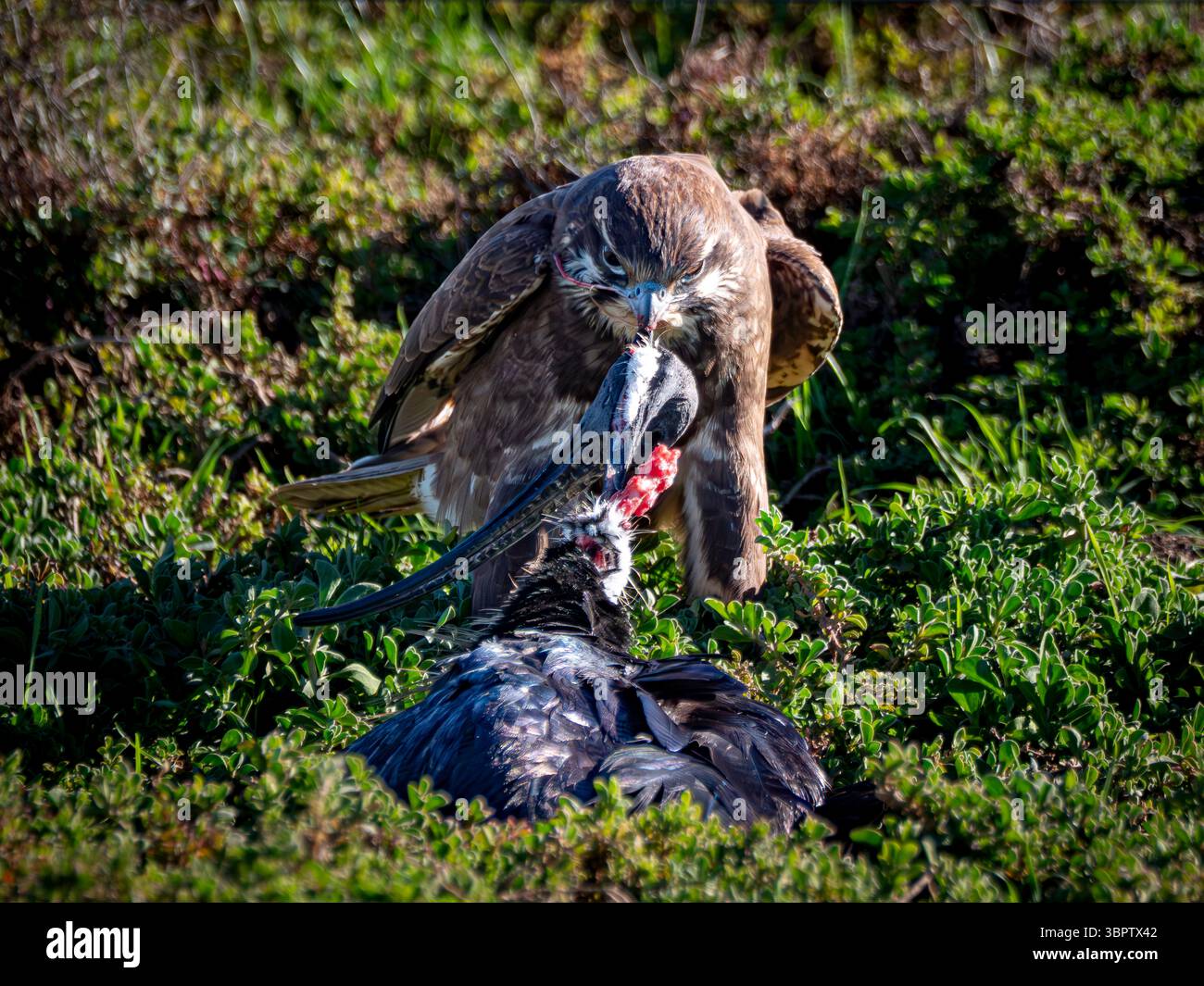 Momenti crudi e rari della natura selvaggia: Un falco bruno consuma il suo grande premio di un ibis dal collo di paglia nei terreni agricoli. Foto Stock