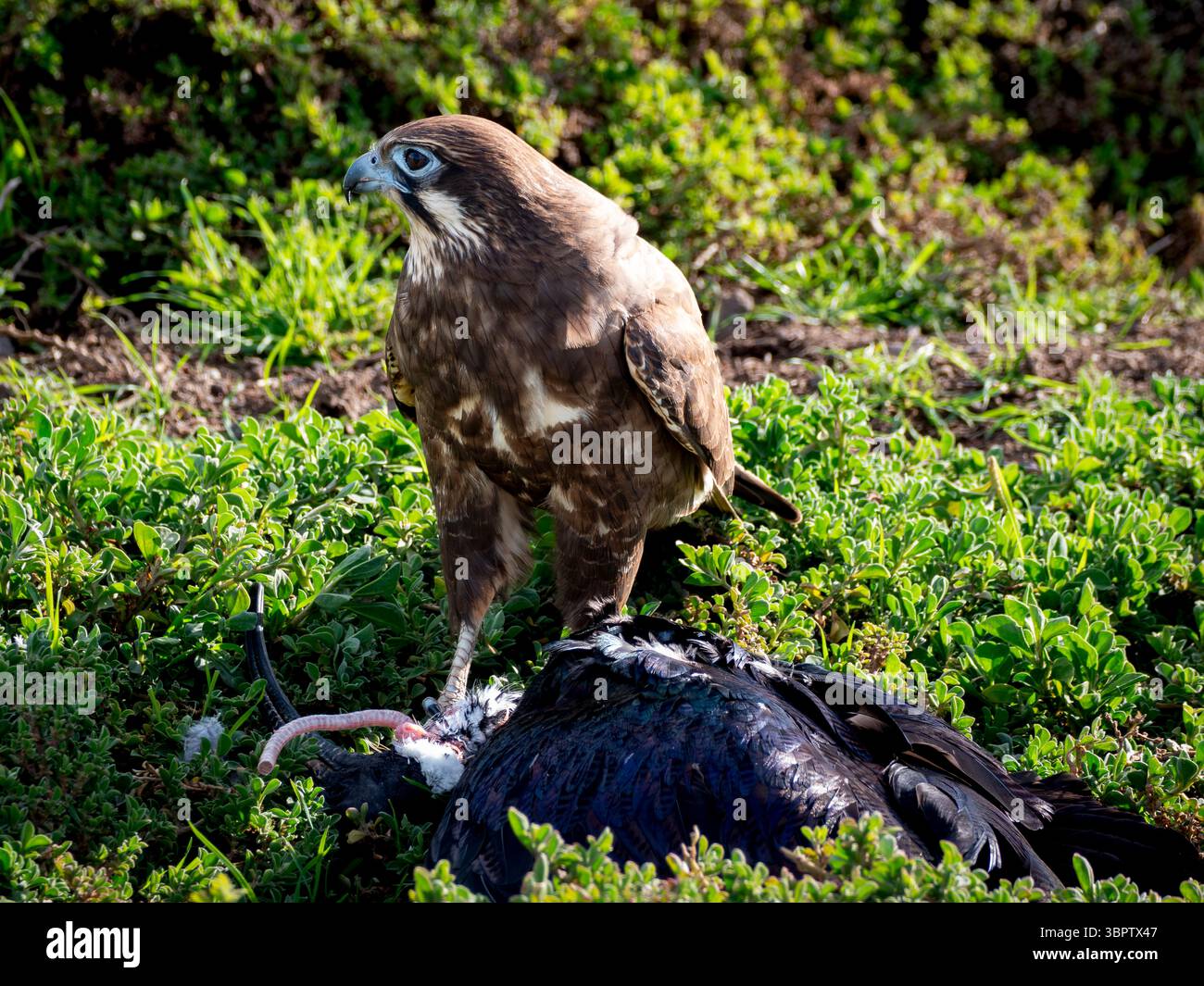 Un falco bruno osserva il suo pescato, un ibis, tra le erbe alpine, un forte ricordo del crudo equilibrio della natura Foto Stock