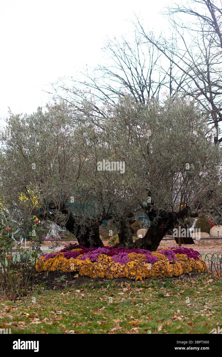 Un grande olivo nel parco tra i fiori. Cespugli di crisantemi gialli, rosa e Bordeaux adornano il giardino. Foto Stock
