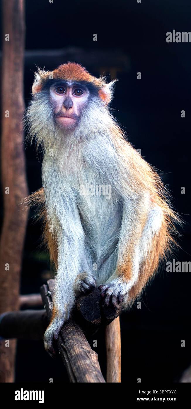 Una scimmia selvatica siede su un albero e guarda avanti. Macachi su un mondo animale di sfondo scuro Foto Stock