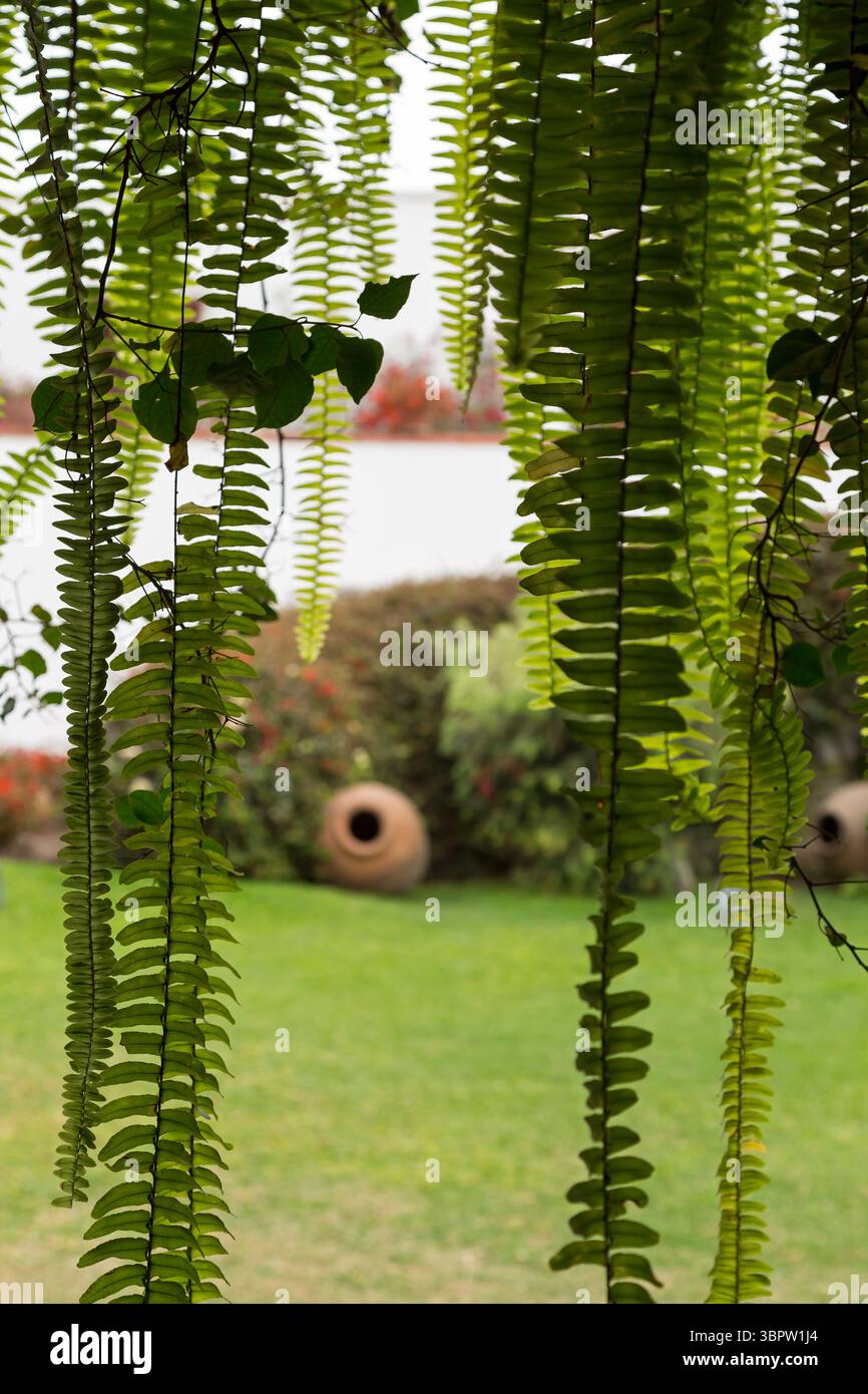 Pezzi preispanici e inca al Museo Larco, Lima, Perú Foto Stock