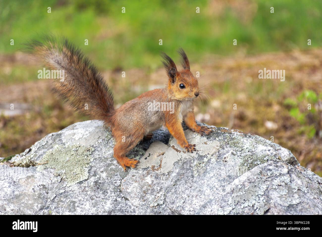 Scoiattolo rosso (Sciurus vulgaris), Museo all'aperto Seurasaari (Seurasaaren ulkomuseo), Meilahti, città di Helsinki, regione di Uusimaa, Repubblica di Finlandia Foto Stock