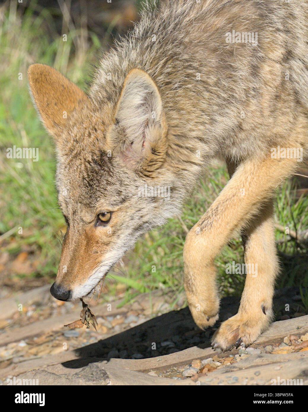 Un Coyote vaga per Angel Island a San Francisco. Foto Stock
