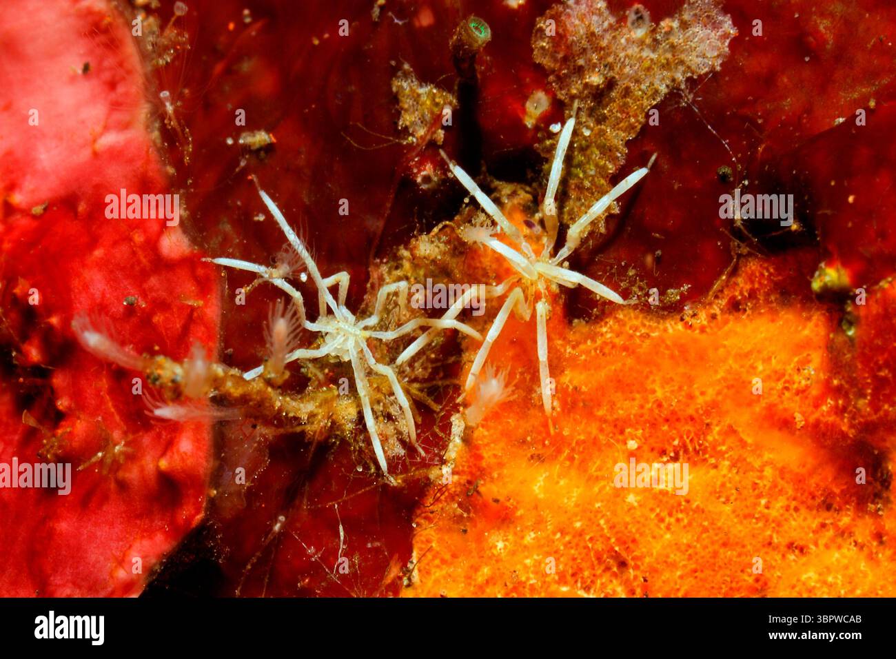 Ragni del Mar bianco, o Pycnogonid. Probabilmente famiglia Ammotheidae, ordine Pantopoda. Maschio che trasporta uova fecondate. Tulamben, Bali, Indonesia. Foto Stock