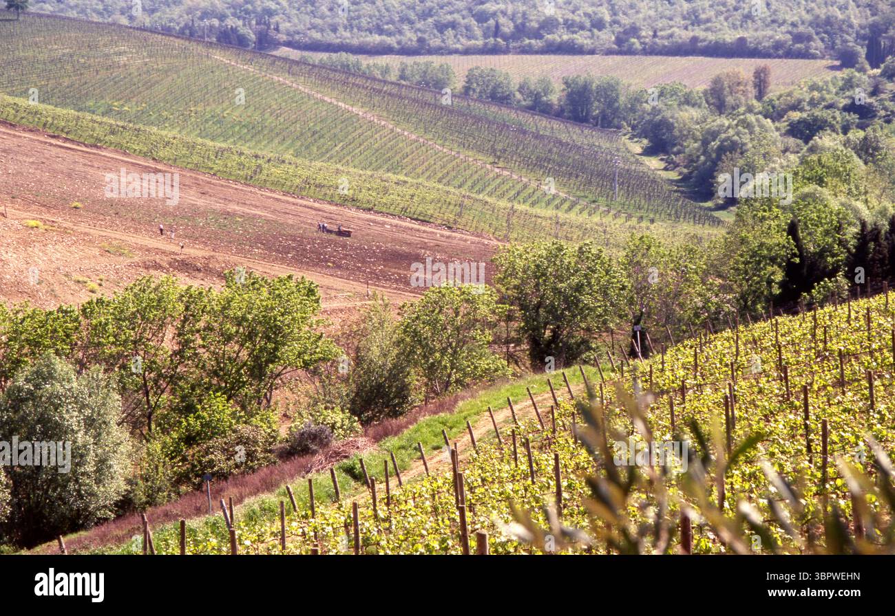 Paesaggio panoramico dei vigneti in Toscana, campagna italiana Foto Stock Paesaggio panoramico dei vigneti in Toscana, campagna italiana Foto Stock