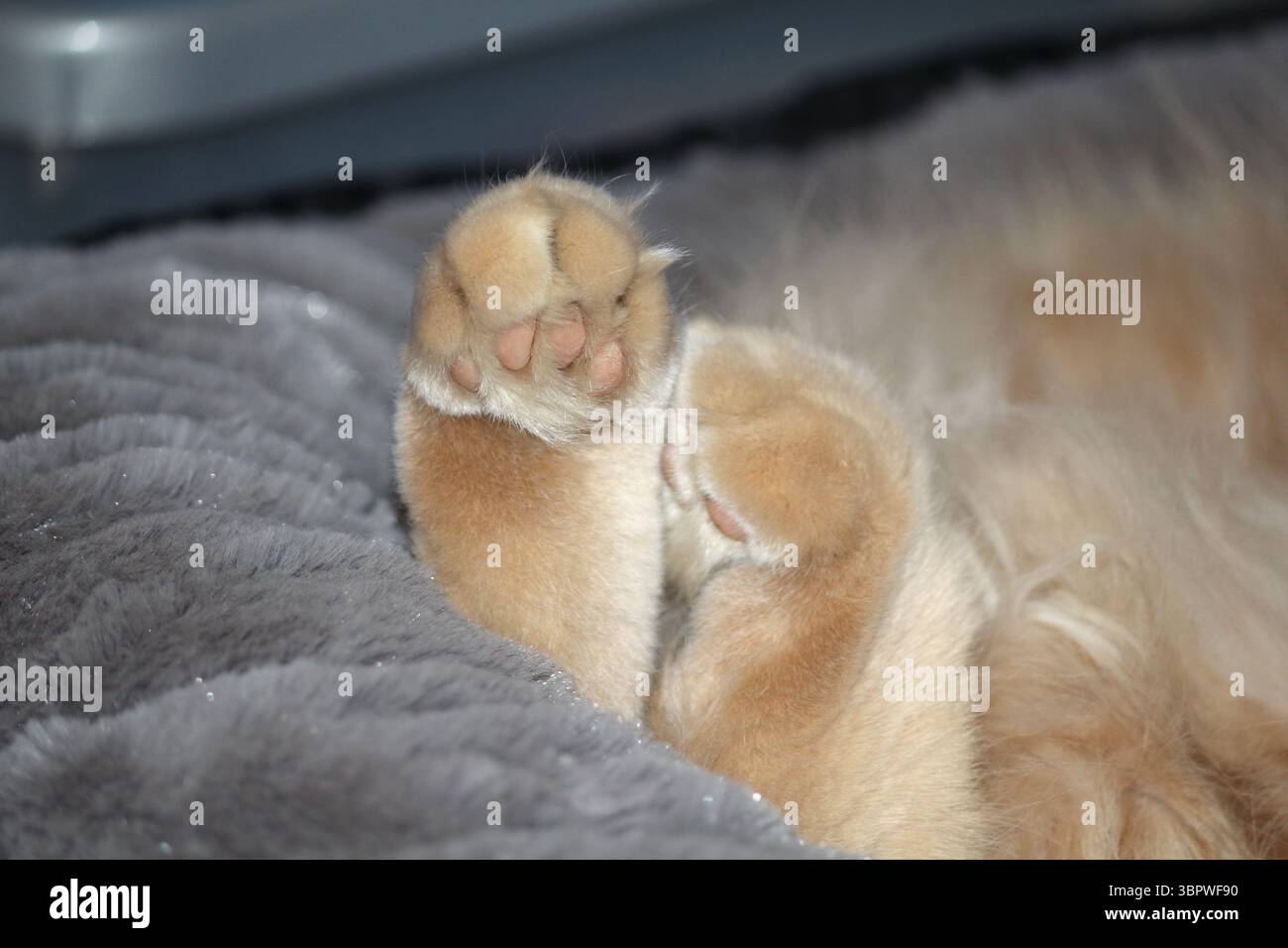 Primo piano delle zampe di un gatto dormiente Foto Stock