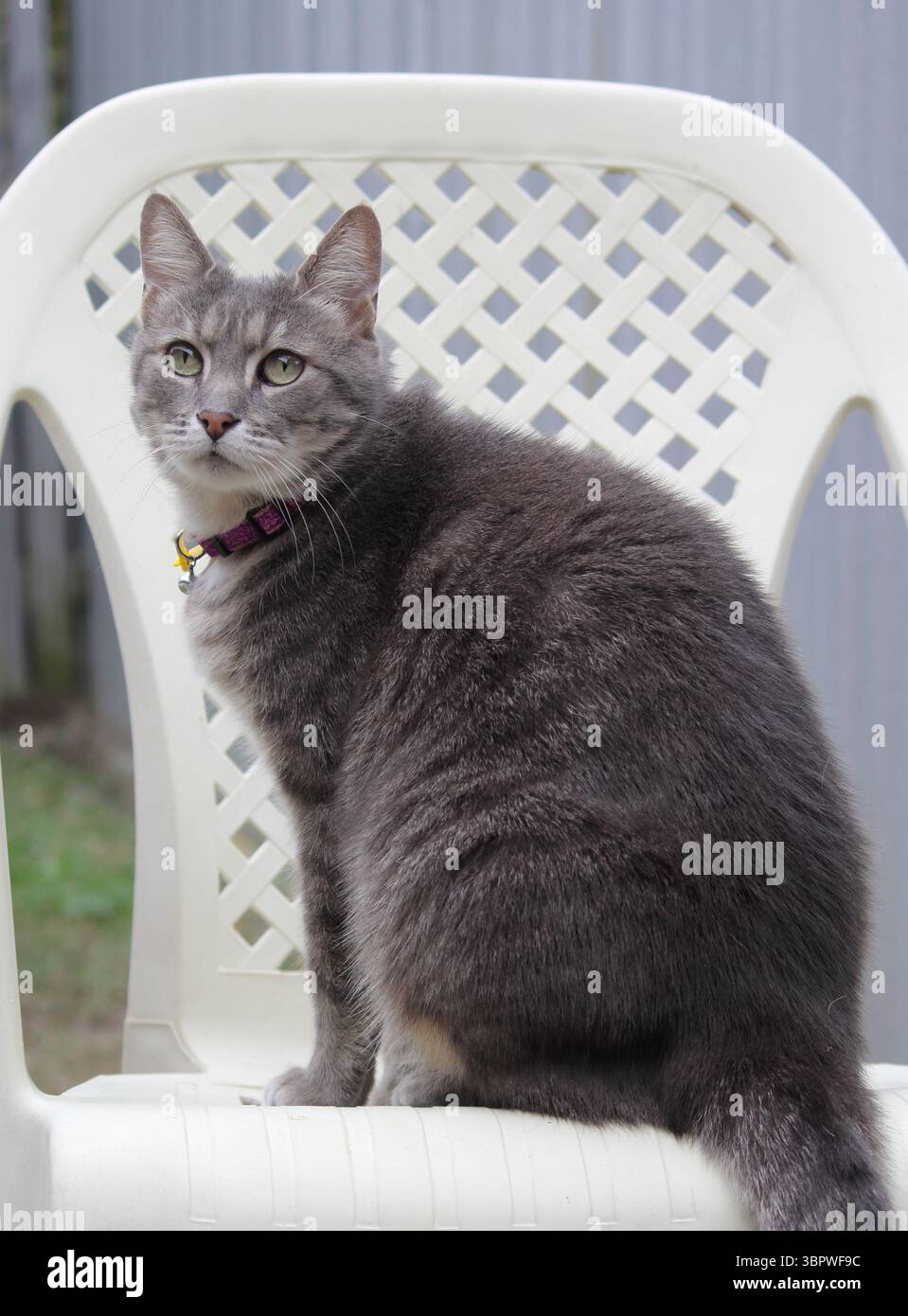 Gatto da tavola grigio seduto all'esterno su una sedia Foto Stock