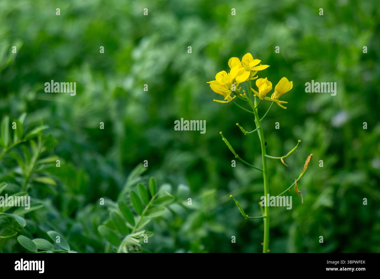 I fiori di senape sono piccoli fiori di colore giallo brillante con quattro petali che crescono in ammassi e producono semi di senape. E' un olio commestibile in tutto il mondo Foto Stock