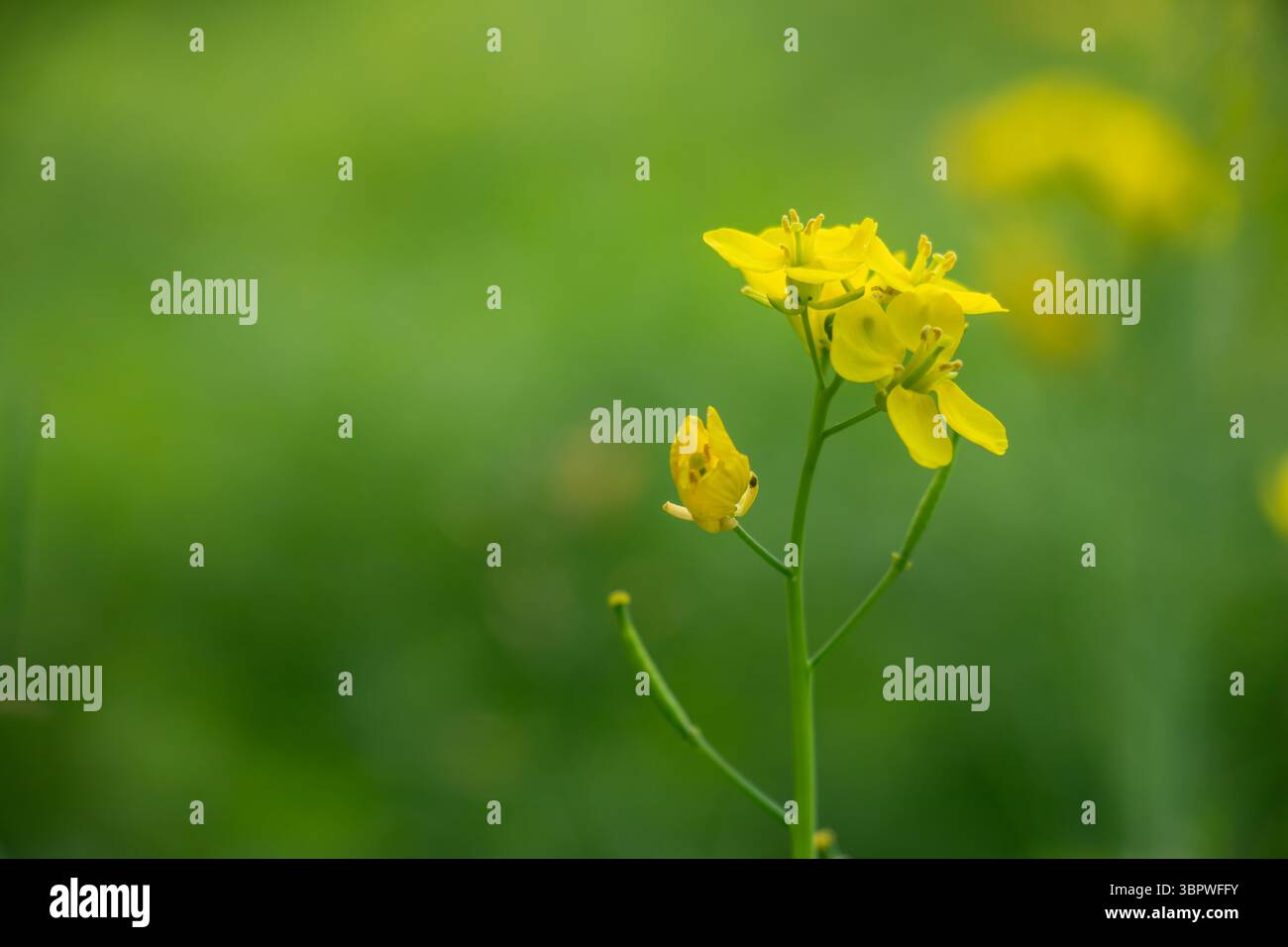 Le piante di senape hanno un giallo vivo, quattro fiori petali che crescono in ammassi. Cialde di semi che producono semi di senape, ampiamente utilizzate nella produzione di edi Foto Stock
