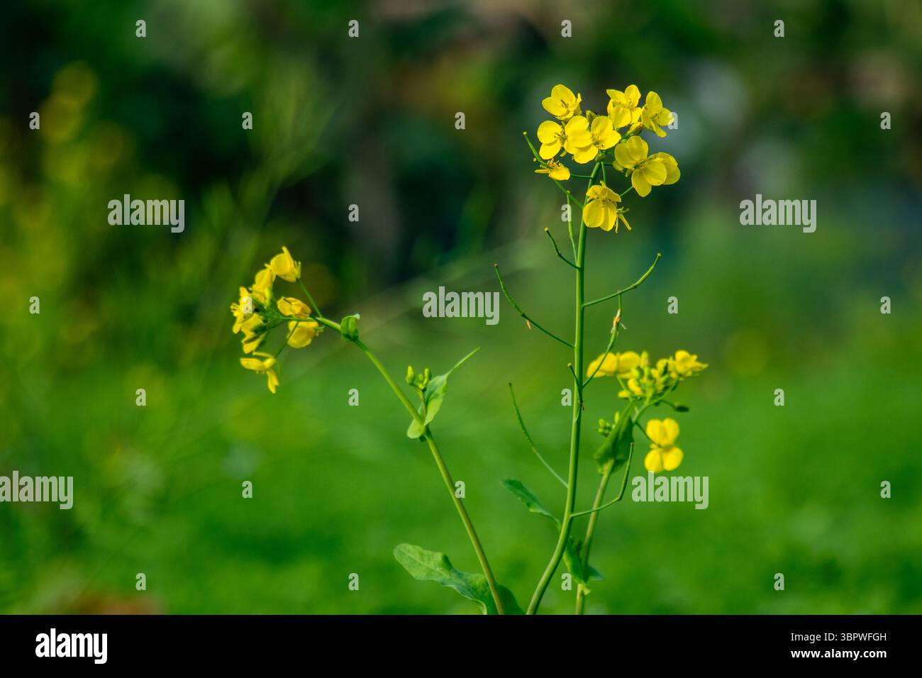 I semi di senape sono olio commestibile in tutto il mondo. Questo è un giallo vivo, quattro fiori di petalo che coltivano la formazione di semi sulle piante di Brassica Foto Stock