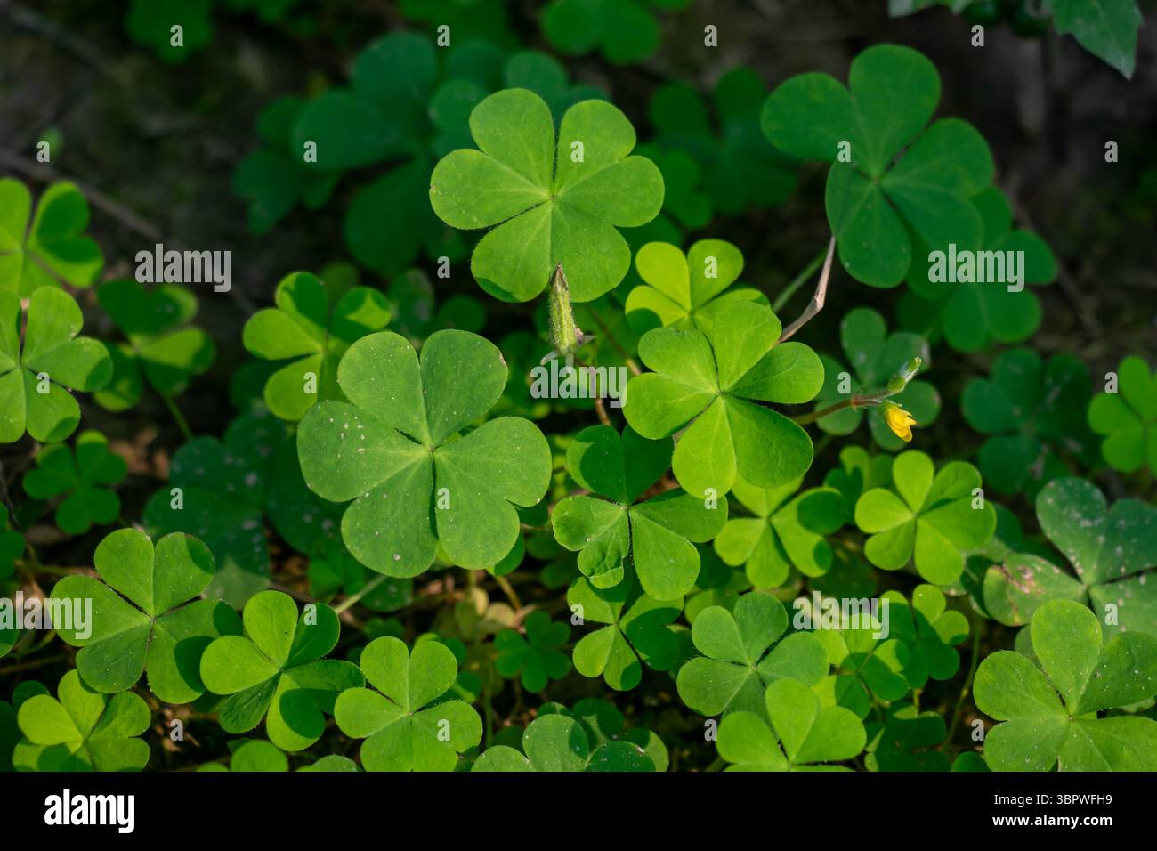 Il ciuffo di legno, del genere Oxalis, cattura l'attenzione con il suo fiore giallo brillante, cinque petali che si innalza sopra un letto di densa, verde, tre lobi, h Foto Stock