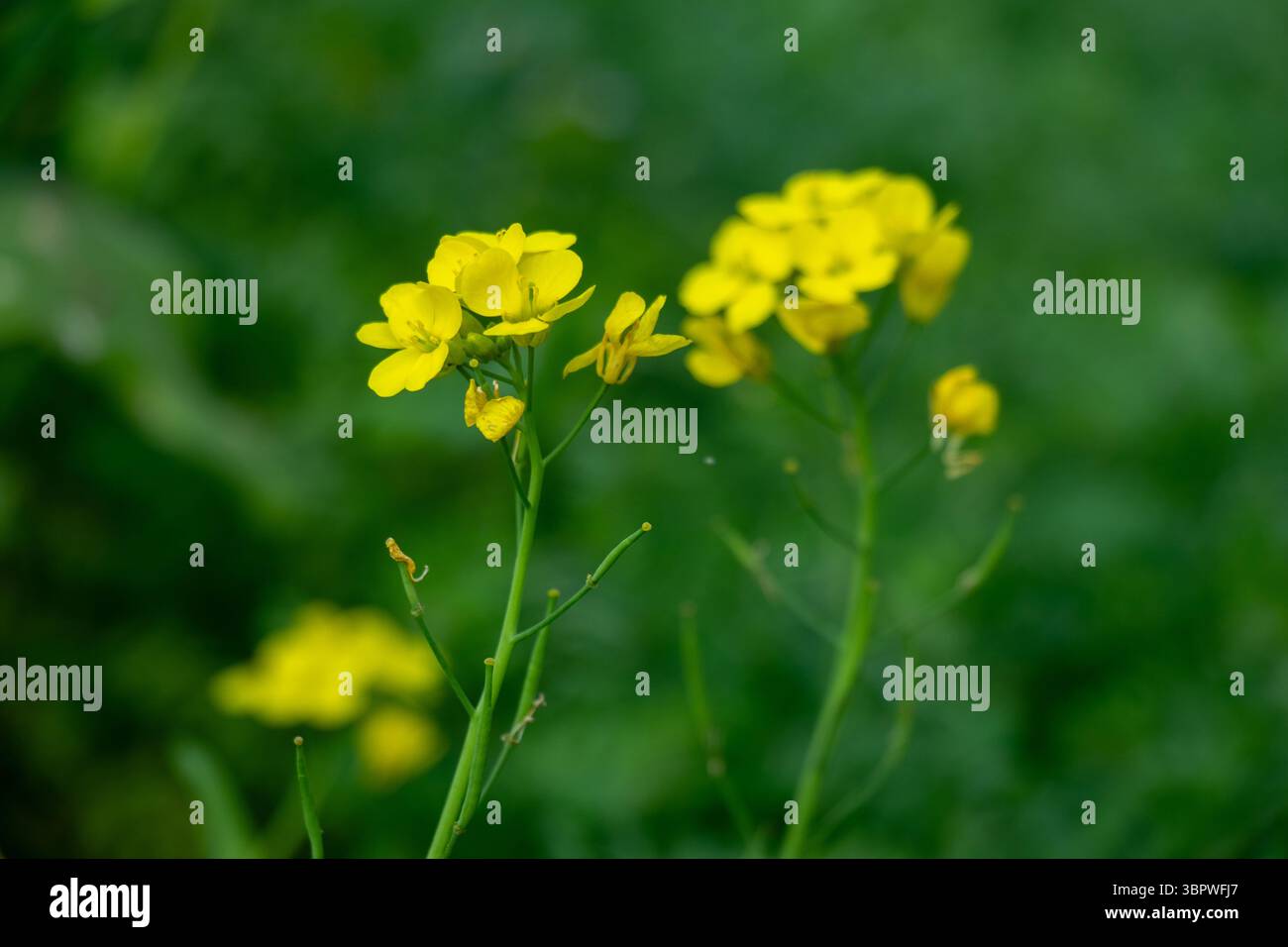 Con i loro ammassi di colore giallo brillante e i petali a forma di croce, i fiori di senape sono un segno distintivo delle piante di Brassica, che fioriscono presto e portano a questo formato Foto Stock