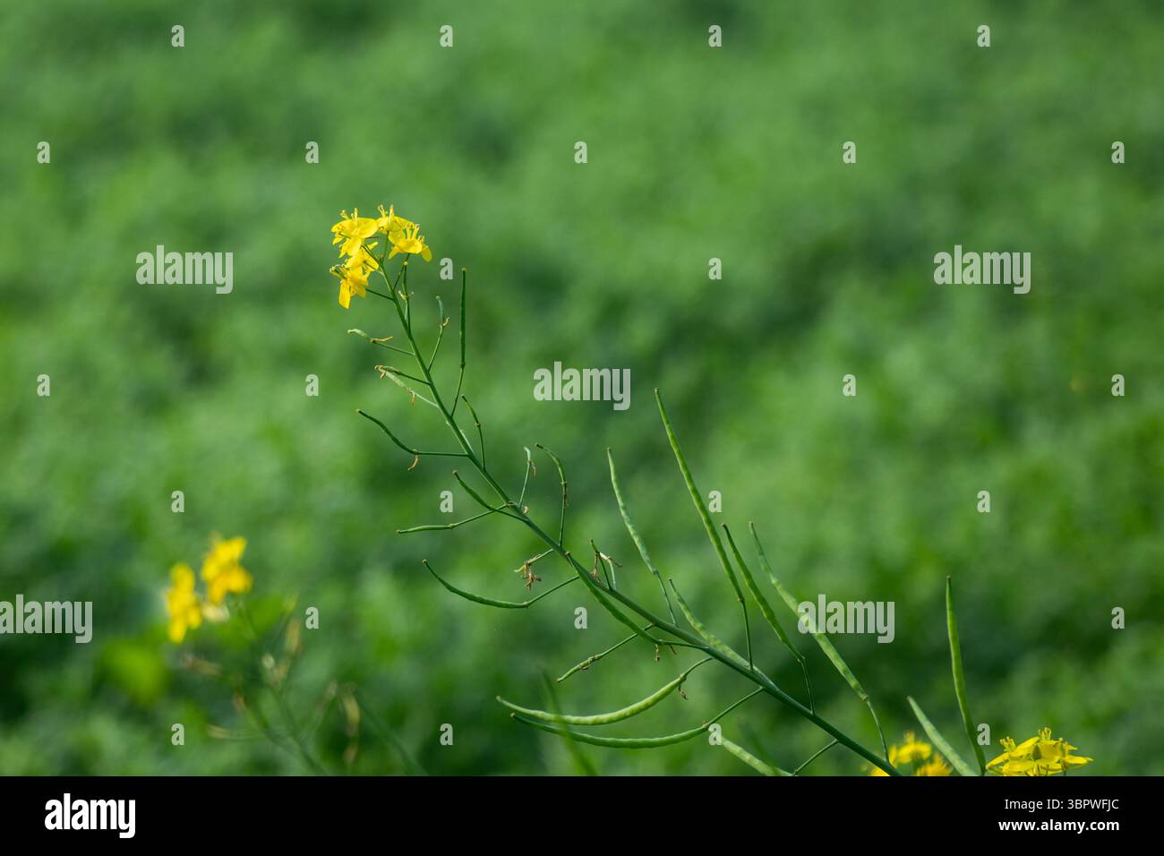Una vista ravvicinata di una pianta di senape o di Brassica juncea mostra i suoi vivaci fiori gialli e formando cialde di semi o siliques. Il b verde leggermente sfocato Foto Stock