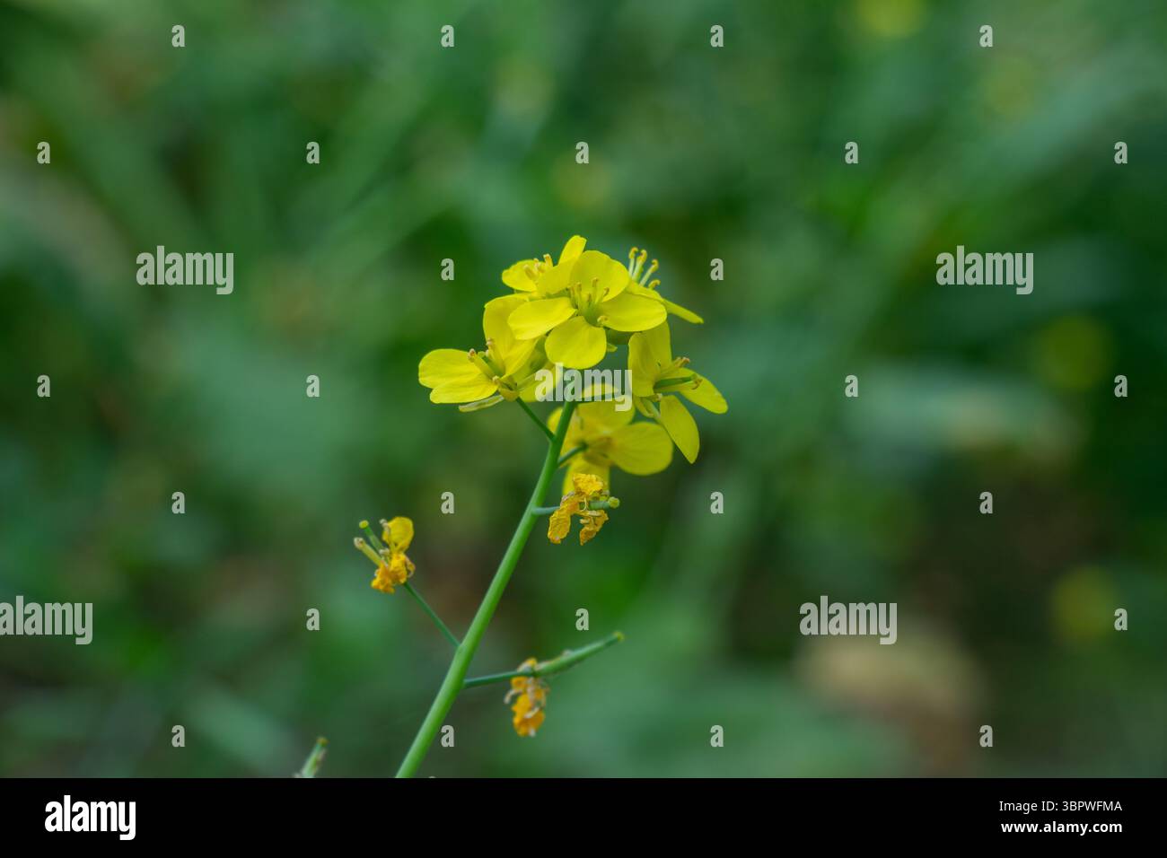 Ammassi di piccoli fiori di colore giallo brillante, quattro petali, caratteristici della pianta di senape o della Brassica juncea, si stagliano contro una grigia leggermente sfocata Foto Stock