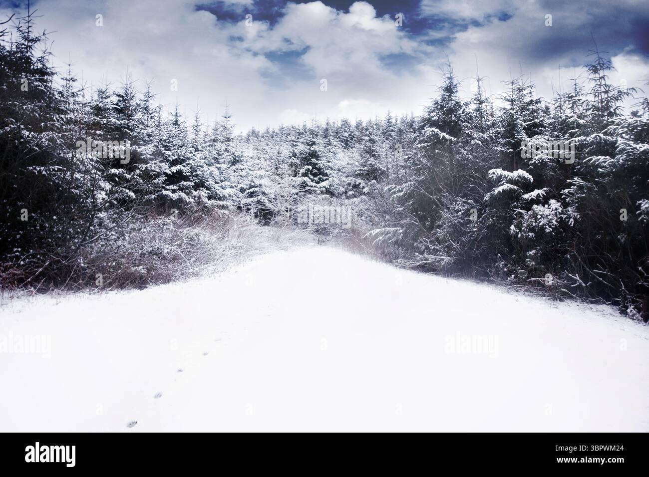 Lo sgombero innevato mostra una scena invernale in stile piatto con alberi sempreverdi e deboli impronte Foto Stock
